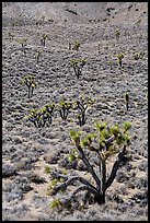 Joshua trees on hillside. Death Valley National Park ( color)