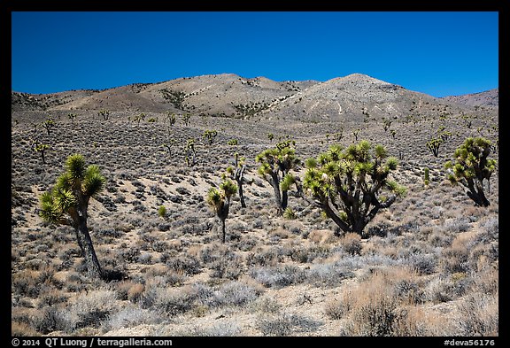 Joshua trees and Nelson Range. Death Valley National Park (color)