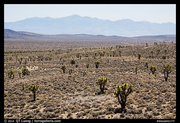 Joshua trees on Lee Flat and Panamint Range. Death Valley National Park (color)