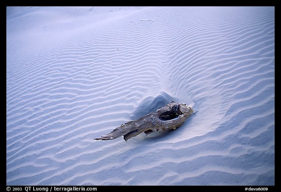 Piece of wood and sand ripples. Death Valley National Park, California, USA.