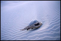 Piece of wood and sand ripples. Death Valley National Park ( color)