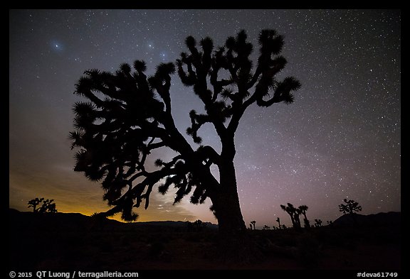 Joshua Trees and stars at night, Lee Flat. Death Valley National Park, California, USA.