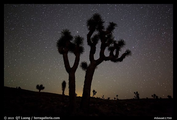 Joshua Trees and starry sky, Lee Flat. Death Valley National Park, California, USA.