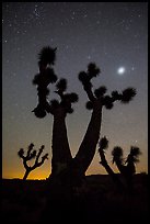 Joshua Trees, stars and planet, Lee Flat. Death Valley National Park, California, USA.