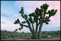Joshua Trees at dawn, Lee Flat. Death Valley National Park ( color)