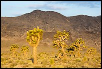 Joshua Trees and mountains at sunrise, Lee Flat. Death Valley National Park ( color)