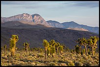 Joshua Trees and mountains, Lee Flat. Death Valley National Park ( color)