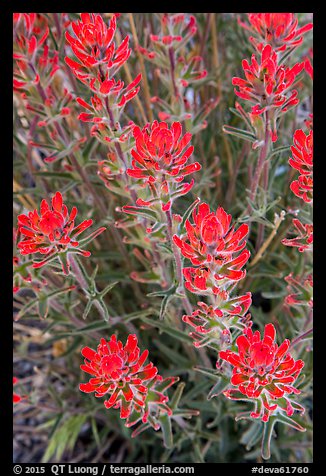 Indian Paintbrush. Death Valley National Park (color)