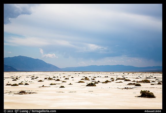 Distant shrubs in Badwater Salt Pan. Death Valley National Park (color)