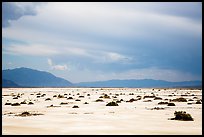 Distant shrubs in Badwater Salt Pan. Death Valley National Park ( color)