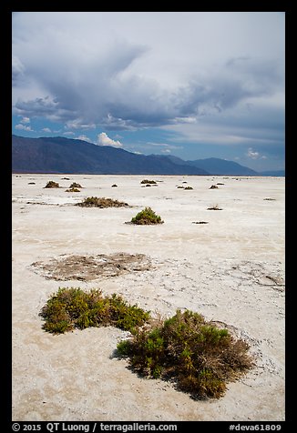 Shrubs growing on Salt Pan. Death Valley National Park (color)