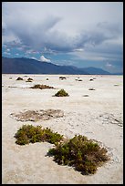 Shrubs growing on Salt Pan. Death Valley National Park ( color)