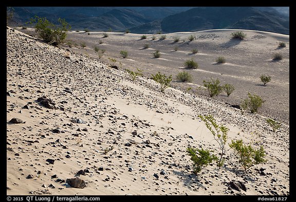 Rocks and shrubs, Ibex Dunes. Death Valley National Park (color)