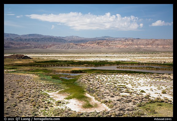 Wetlands, Saragota Spring. Death Valley National Park (color)