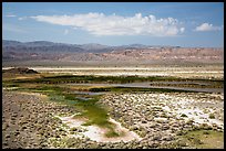 Wetlands, Saragota Spring. Death Valley National Park ( color)