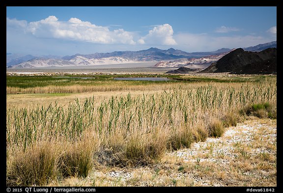 Marsh area, Saragota Spring. Death Valley National Park (color)