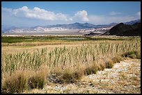 Marsh area, Saragota Spring. Death Valley National Park ( color)