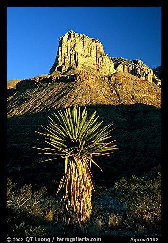 Yucca and El Capitan, early morning. Guadalupe Mountains National Park, Texas, USA.