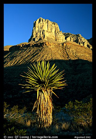 Yucca and El Capitan, early morning. Guadalupe Mountains National Park (color)