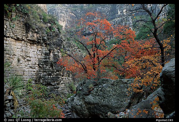 Limestone cliffs and trees in autumn color near Devil's Hall. Guadalupe Mountains National Park, Texas, USA.