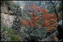 Limestone cliffs and trees in autumn color near Devil's Hall. Guadalupe Mountains National Park, Texas, USA.