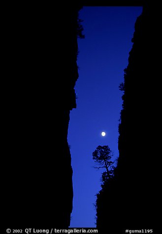 Tree and moon at night through the narrow canyon of Devil's Hall. Guadalupe Mountains National Park, Texas, USA.