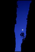 Tree and moon at night through the narrow canyon of Devil's Hall. Guadalupe Mountains National Park, Texas, USA.