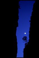 Tree and moon at night through the narrow canyon of Devil's Hall. Guadalupe Mountains National Park ( color)