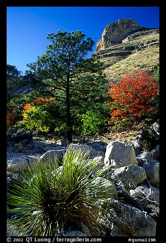 Sotol in wash in Pine Spring Canyon. Guadalupe Mountains National Park (color)