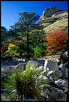 Sotol in wash in Pine Spring Canyon. Guadalupe Mountains National Park, Texas, USA.