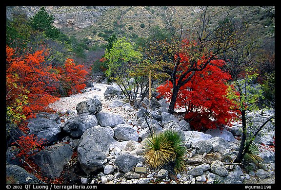 Sotol and Autumn colors in Pine Spring Canyon. Guadalupe Mountains National Park, Texas, USA.