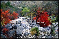 Sotol and Autumn colors in Pine Spring Canyon. Guadalupe Mountains National Park, Texas, USA.