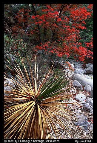 Desert Sotol and autumn foliage in Pine Spring Canyon. Guadalupe Mountains National Park (color)