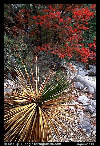 Desert Sotol and autumn foliage in Pine Spring Canyon. Guadalupe Mountains National Park, Texas, USA.