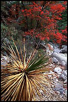 Desert Sotol and autumn foliage in Pine Spring Canyon. Guadalupe Mountains National Park, Texas, USA. (color)