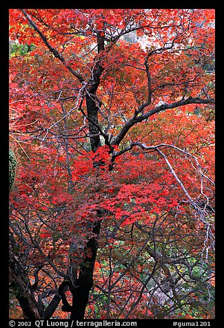 Tree with autumn foliage, Pine Spring Canyon. Guadalupe Mountains National Park (color)