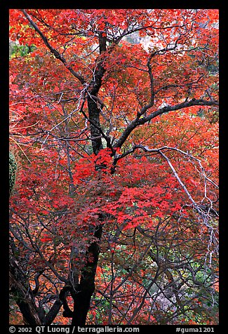 Tree with autumn foliage, Pine Spring Canyon. Guadalupe Mountains National Park, Texas, USA.