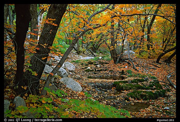 Autumn colors near Smith Springs. Guadalupe Mountains National Park, Texas, USA.