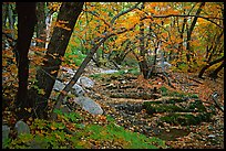 Autumn colors near Smith Springs. Guadalupe Mountains National Park, Texas, USA.