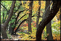 Twisted tree trunks and autumn colors, Smith Springs. Guadalupe Mountains National Park, Texas, USA. (color)