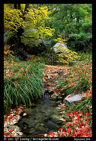 Autumn colors near Smith Springs. Guadalupe Mountains National Park, Texas, USA.