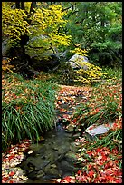 Autumn colors near Smith Springs. Guadalupe Mountains National Park, Texas, USA.