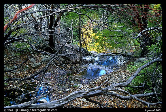 Autumn colors near Smith Springs. Guadalupe Mountains National Park, Texas, USA.