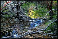 Autumn colors near Smith Springs. Guadalupe Mountains National Park, Texas, USA.