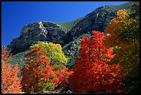 Trees in autumn foliage and cliffs,McKittrick Canyon. Guadalupe Mountains National Park ( color)