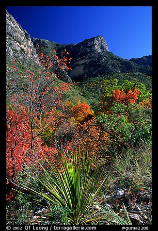 McKittrick Canyon in the fall. Guadalupe Mountains National Park, Texas, USA.