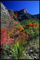 McKittrick Canyon in the fall. Guadalupe Mountains National Park, Texas, USA. (color)