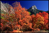 Autumn colors and cliffs in McKittrick Canyon. Guadalupe Mountains National Park, Texas, USA.