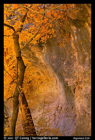Tree and cliff, McKittrick Canyon. Guadalupe Mountains National Park (color)