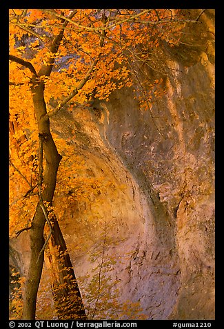 Tree and cliff, McKittrick Canyon. Guadalupe Mountains National Park, Texas, USA.